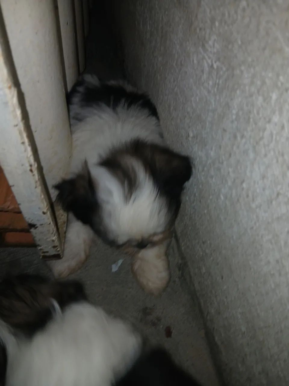 Shih-Tzu Fêmea apenas 1.100,00 av - Foto 4