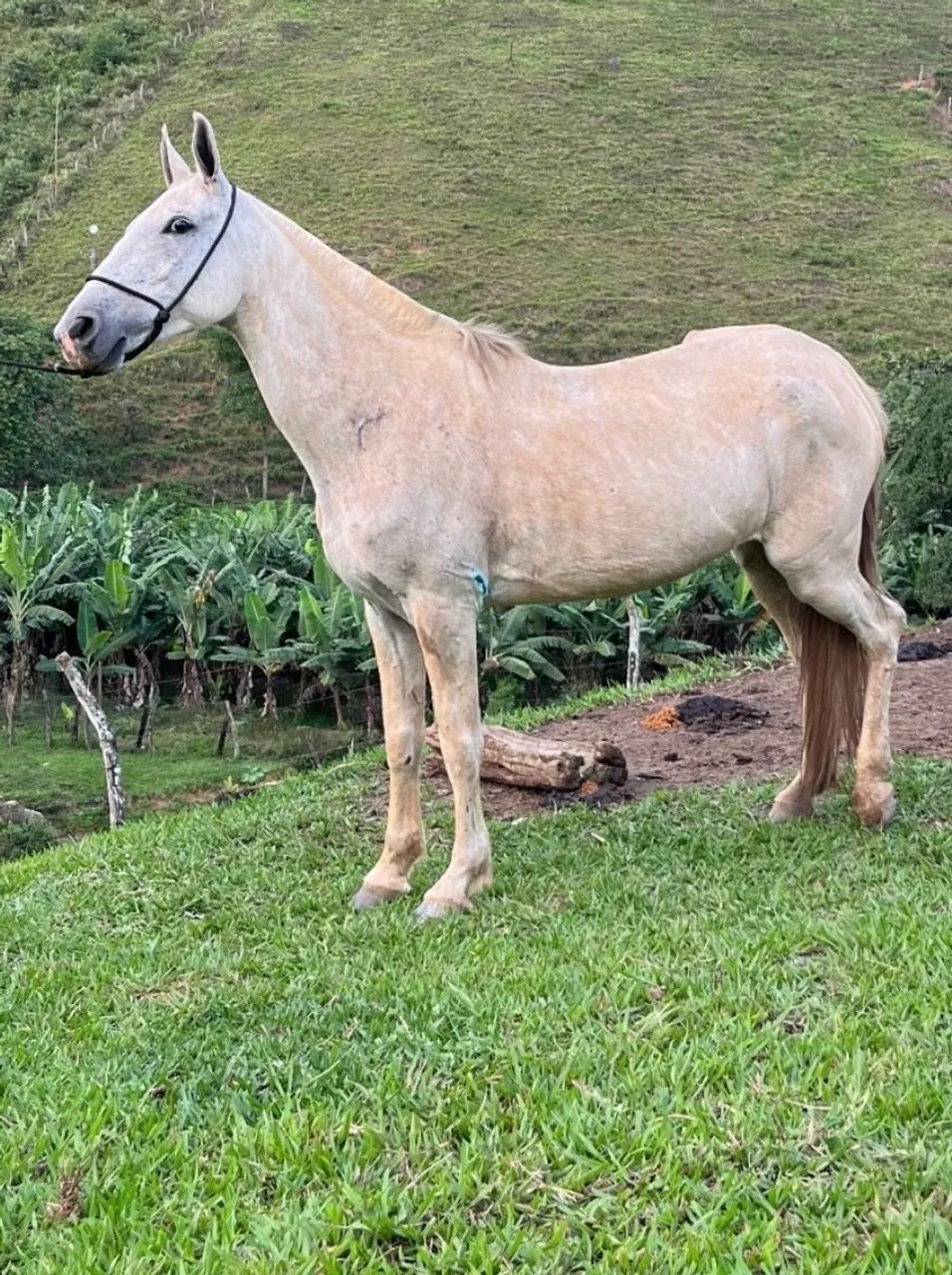 Vende-se égua  - Foto 3