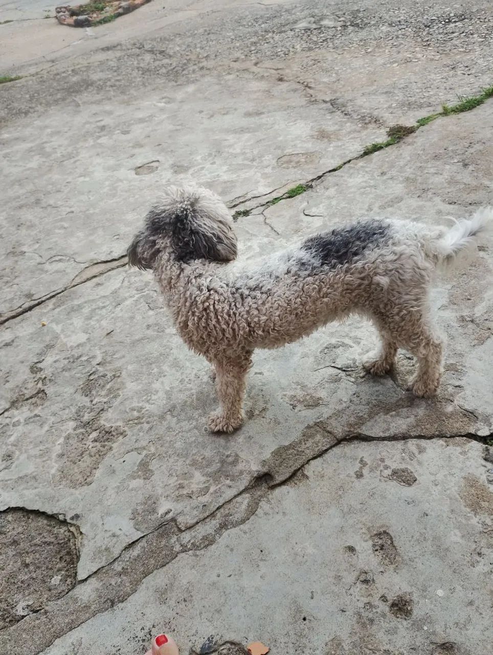 Doação de cachorro  - Foto 2