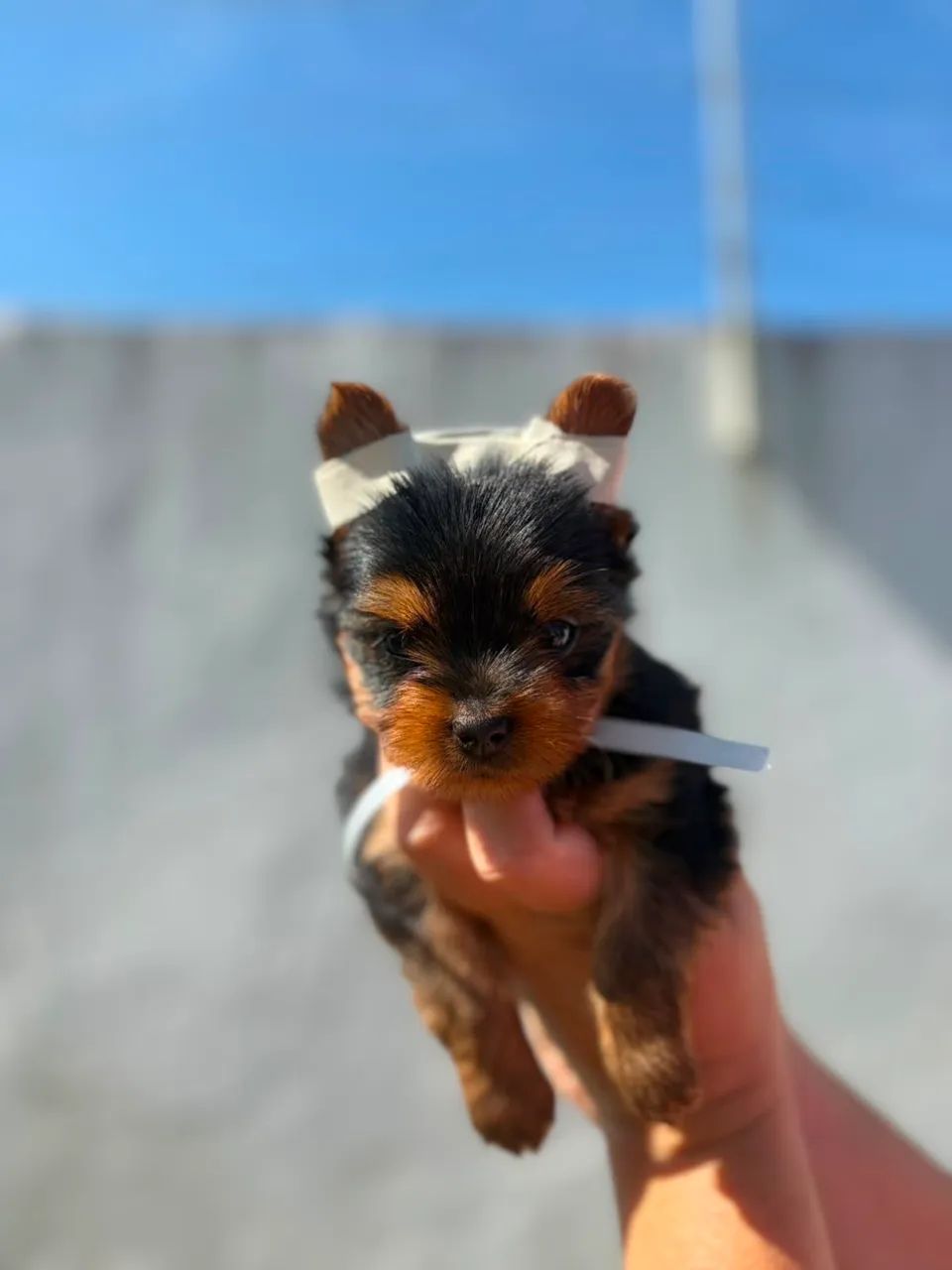 Yorkshire terrier MACHO - Foto 5