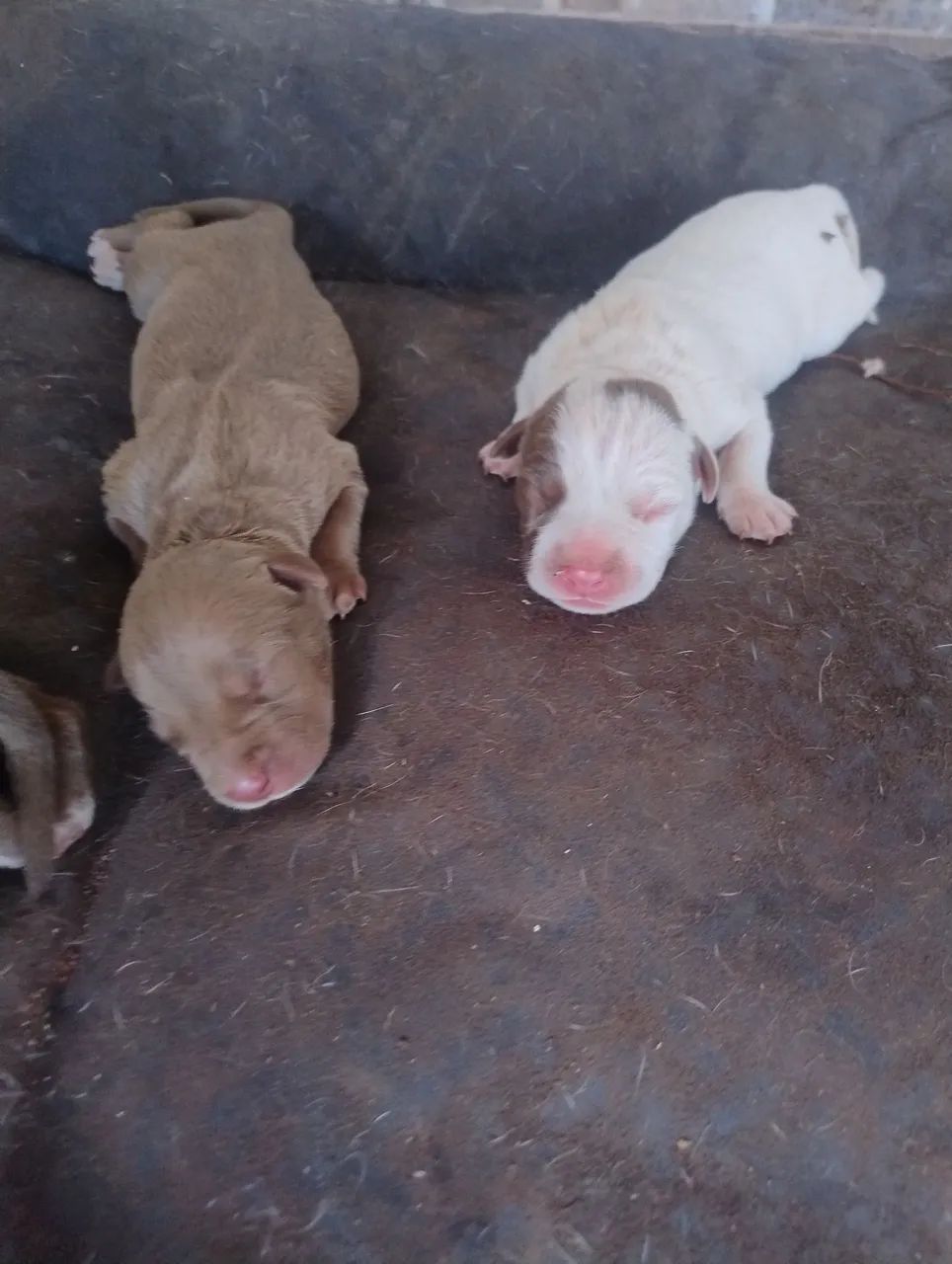 Pit bull filhote - Foto 3