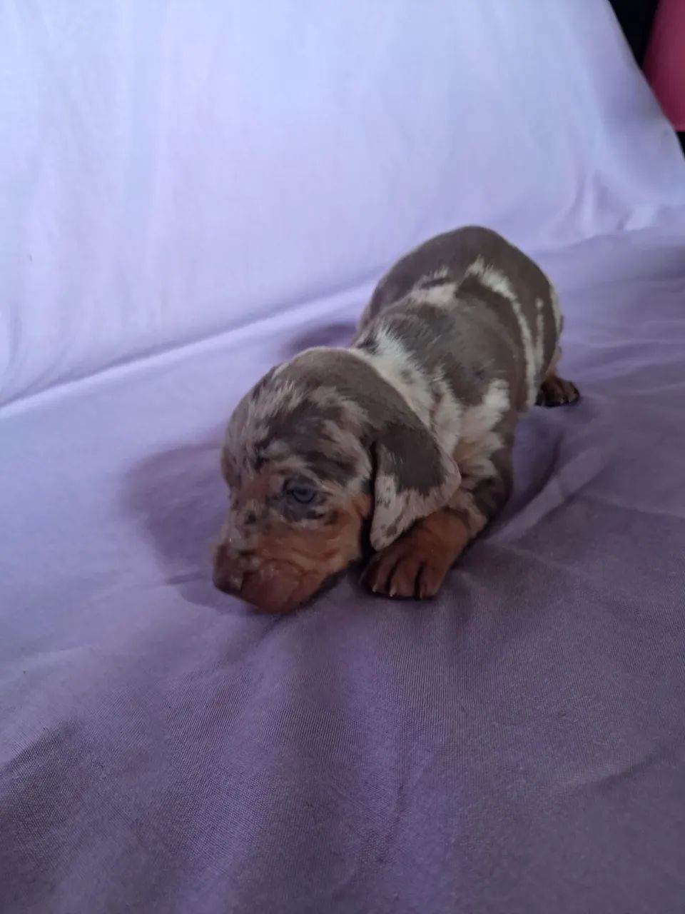 Dachshund - Foto 2