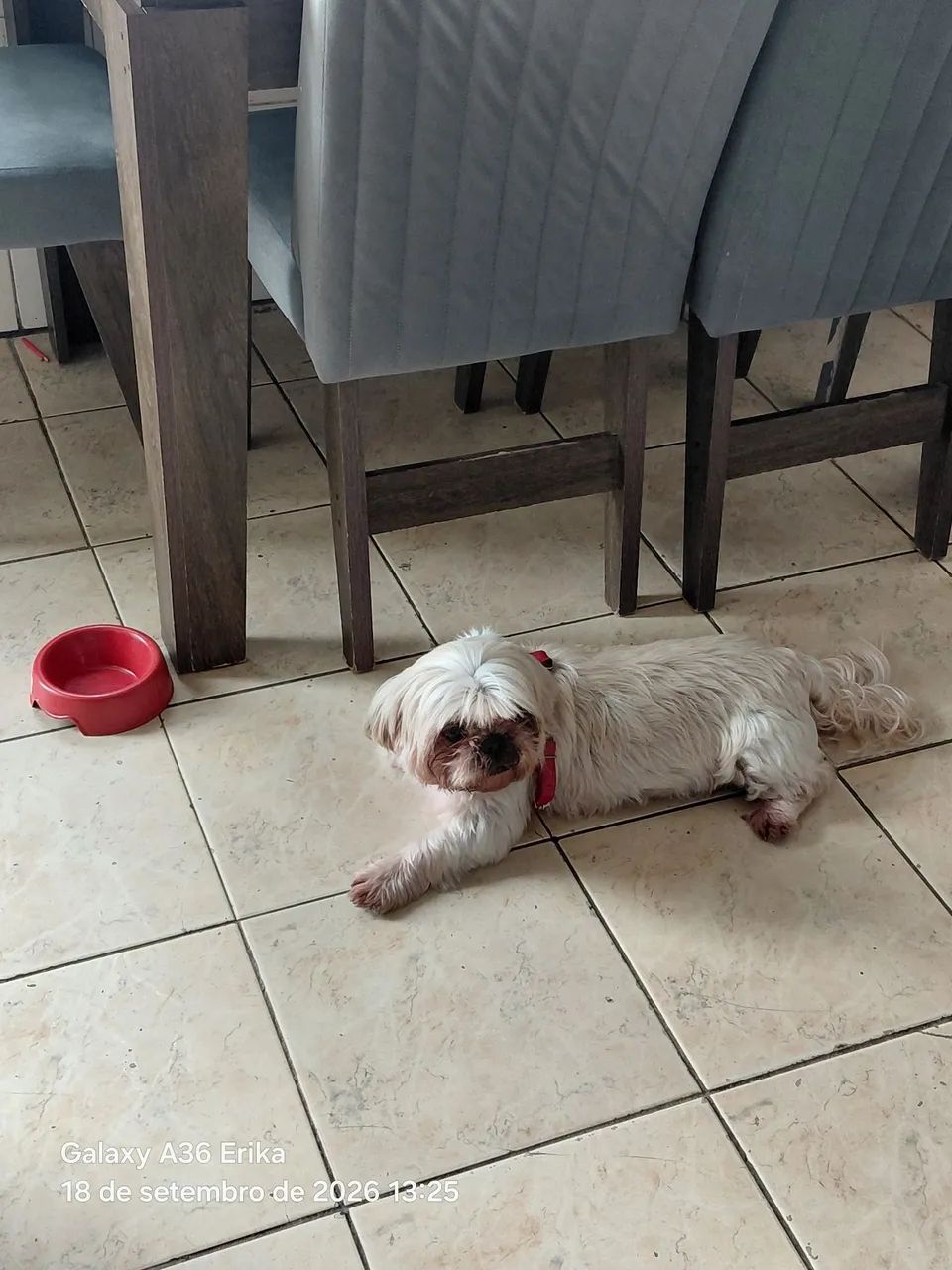 Shih tzu - Foto 4