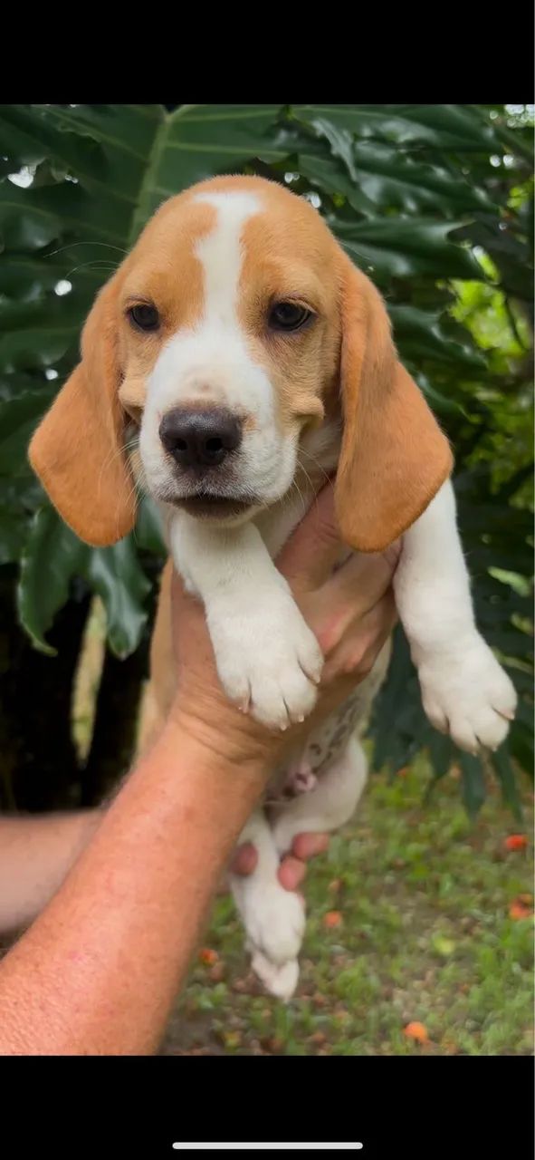 Beagles orelhudos - Foto 2