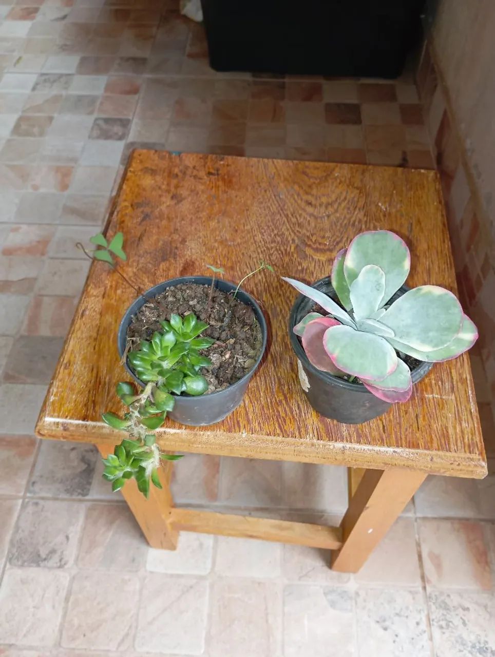 Suculentas variadas - Foto 5