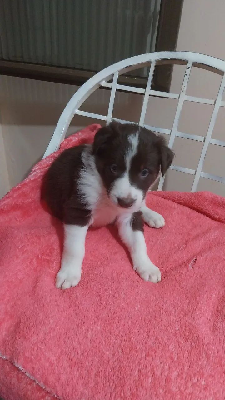 Vendo 700