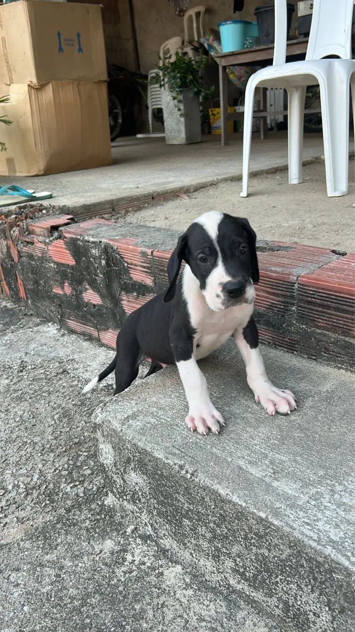 Dogue Alemão  - Foto 2