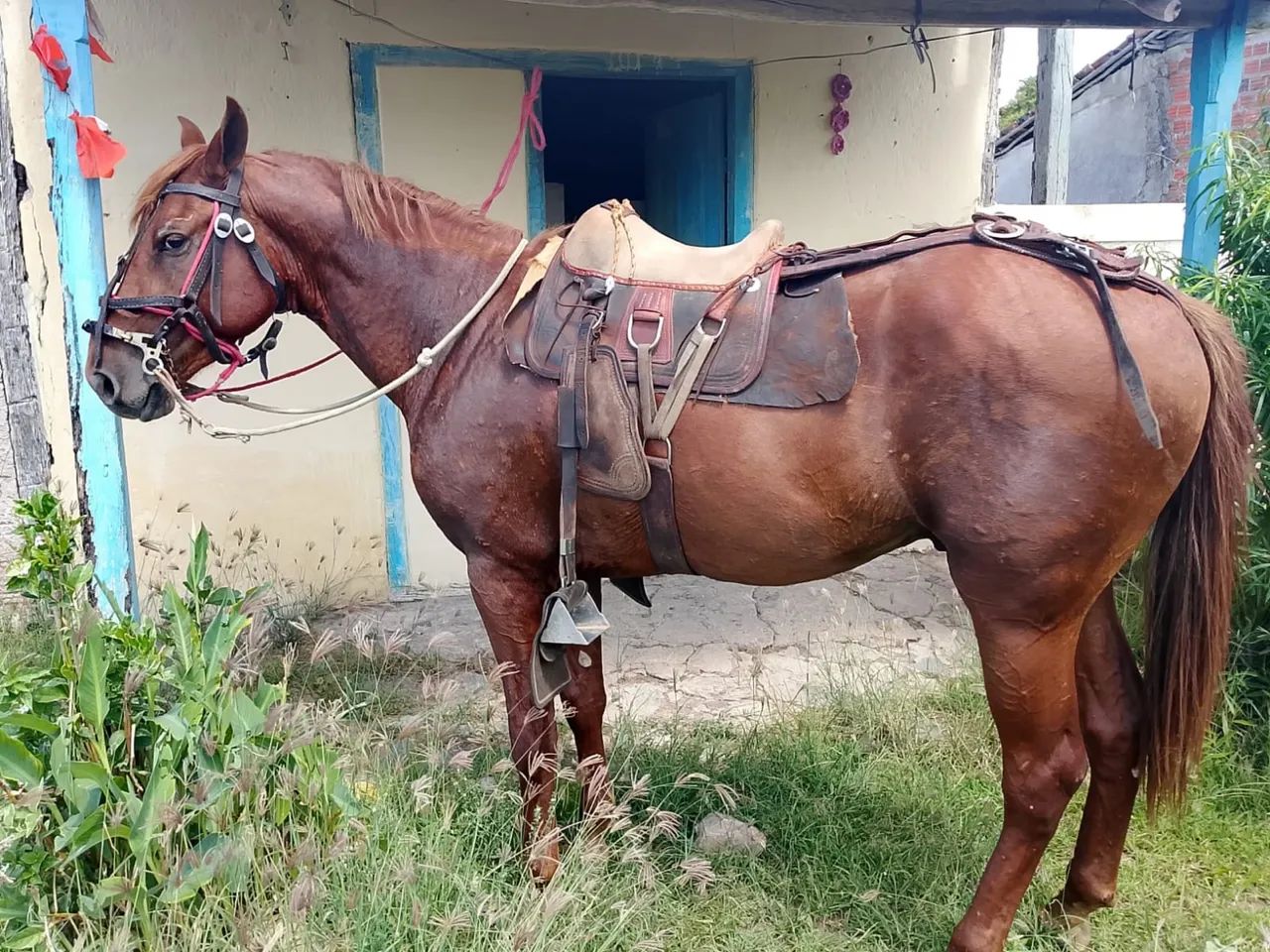 Potro a venda 
