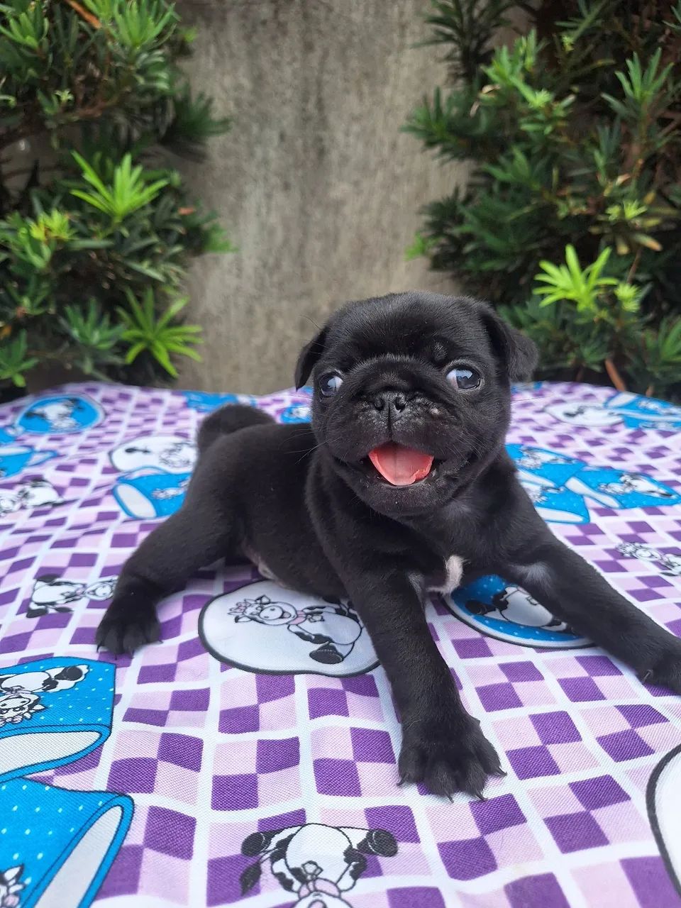 Pug