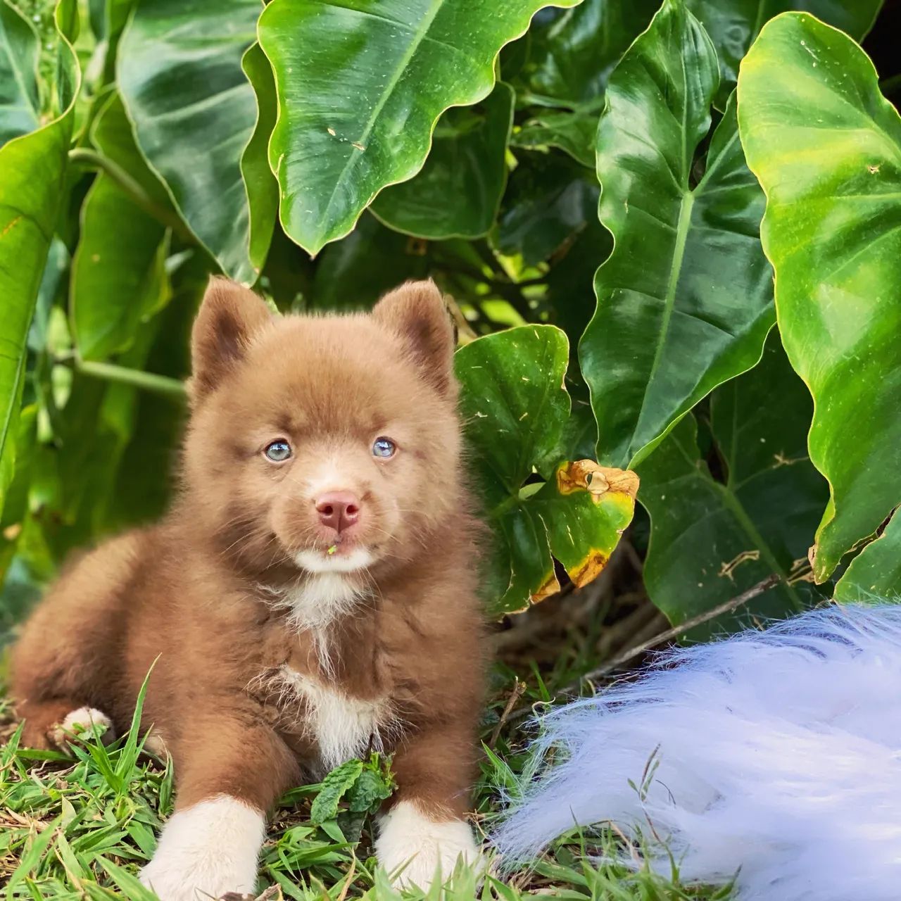Pomsky com pedigree - Foto 4