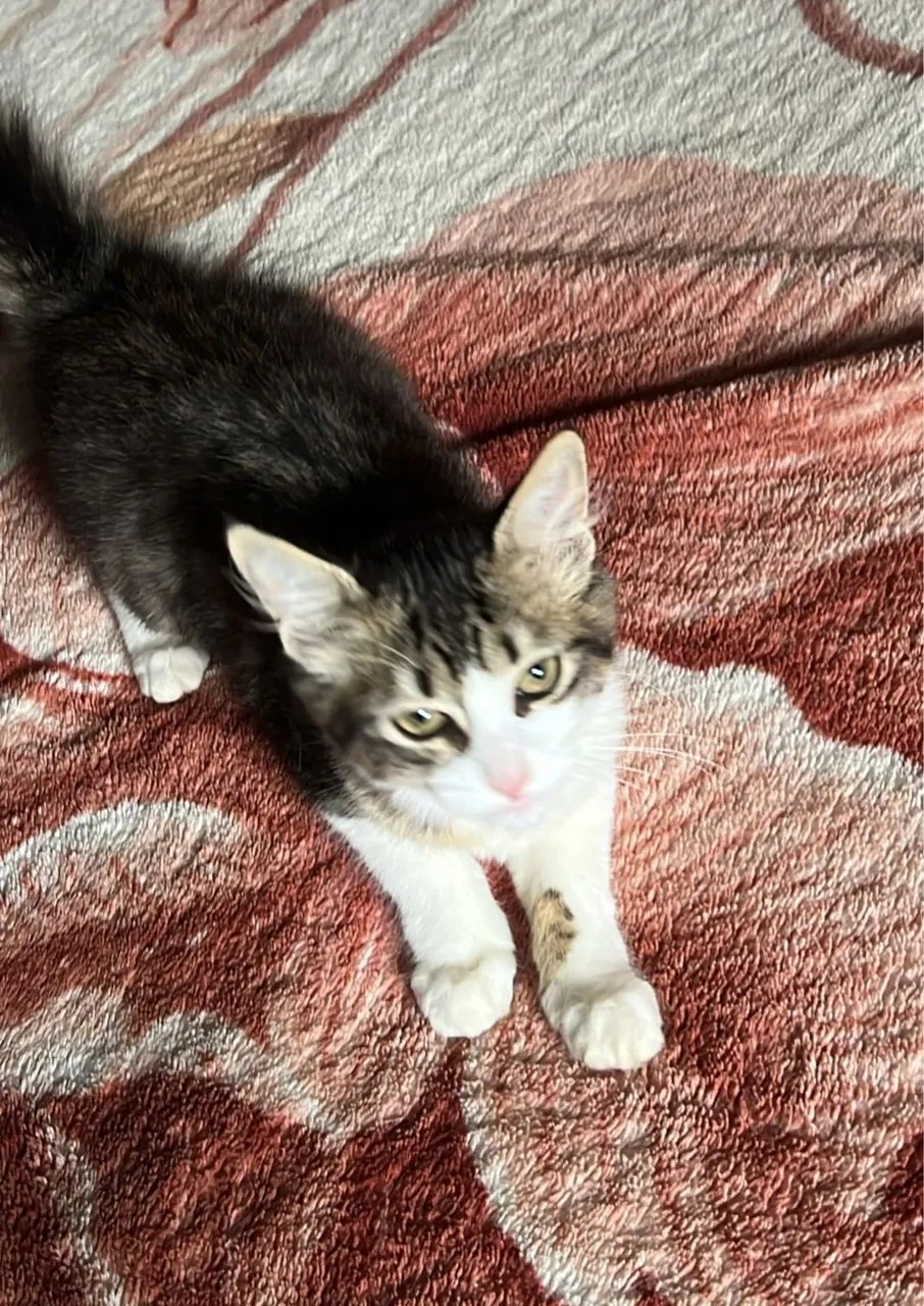 DOANDO GATINHOS  - Foto 2