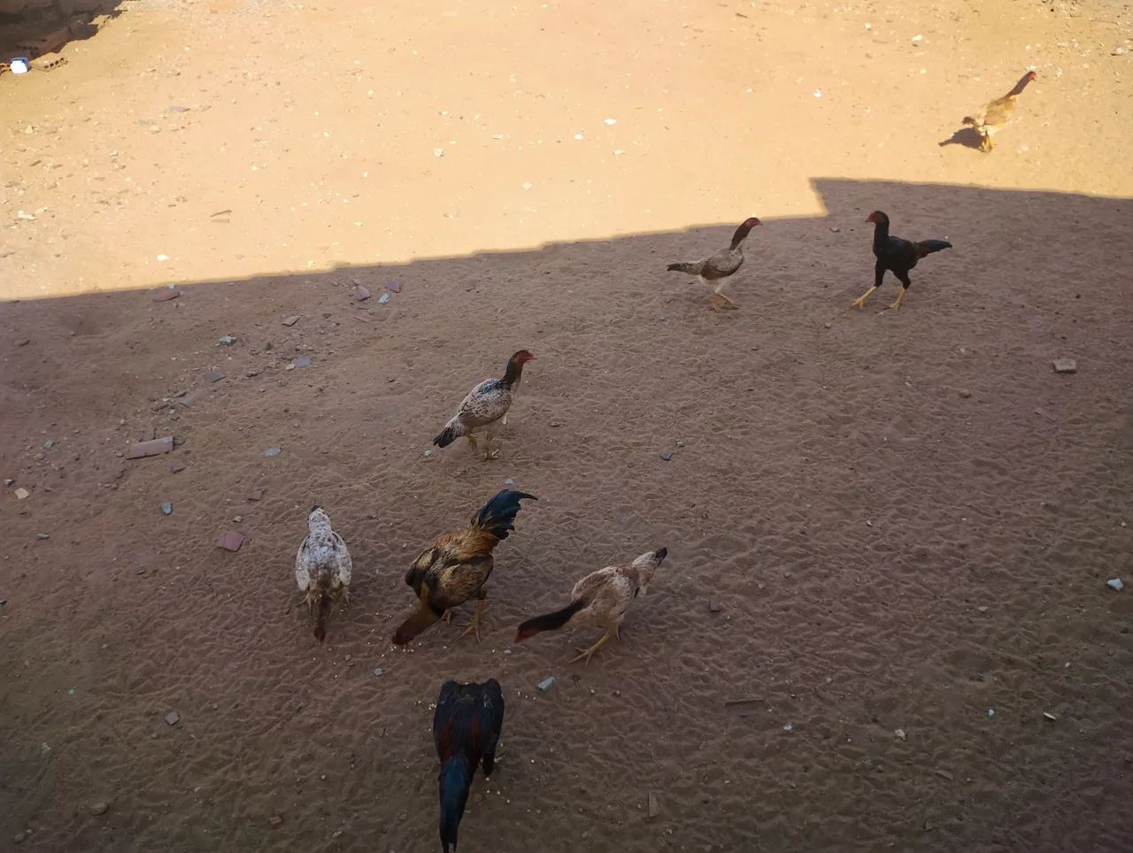 Frangos e galinhas de raça  - Foto 2