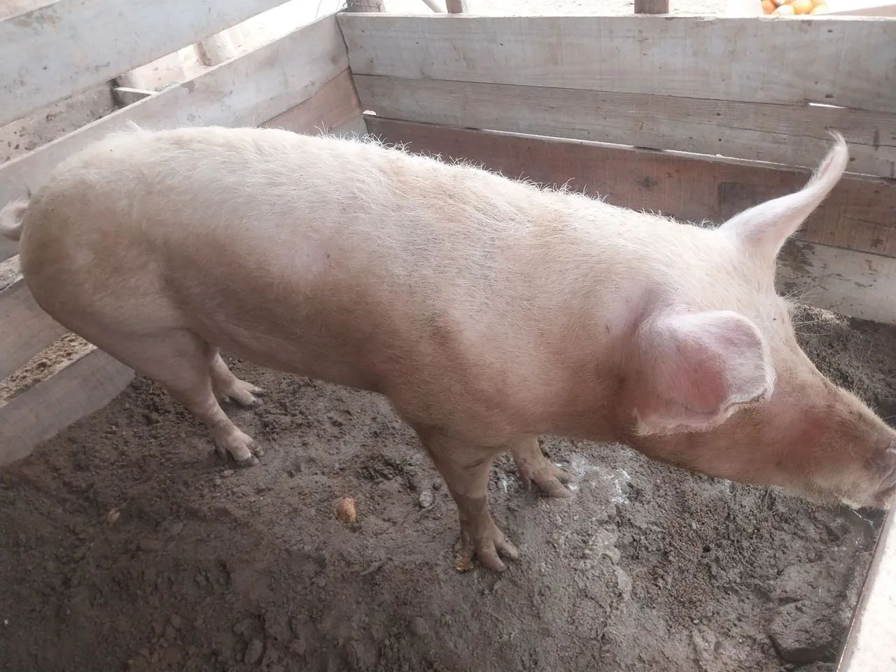 Vendo porca grande.