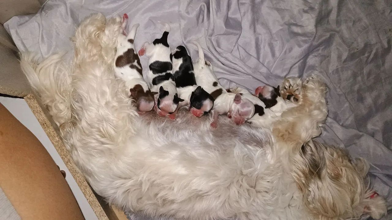 Filhotes de Shitzu  - Foto 5