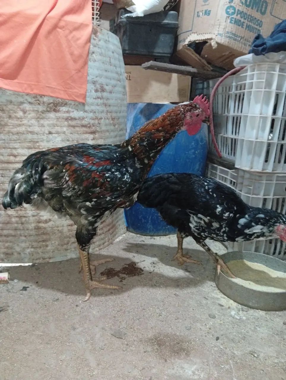Casal de sertanejo balão 