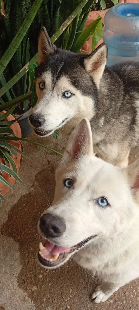 Husky Siberiano puros olhos azuis marinho (3 Fêmias)  - Foto 5