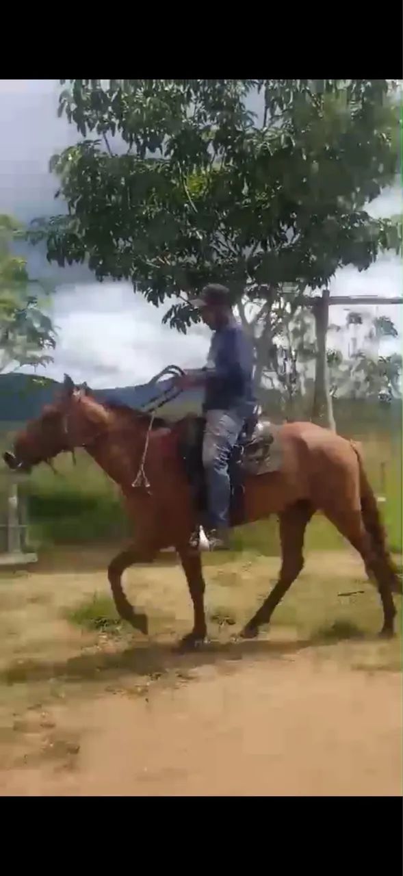 POTRO MANGALARGA COM PASSADA À VENDA