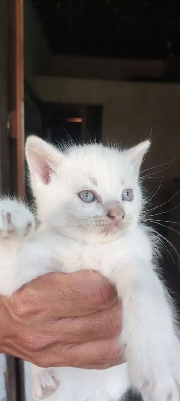 Gatos angora  - Foto 5