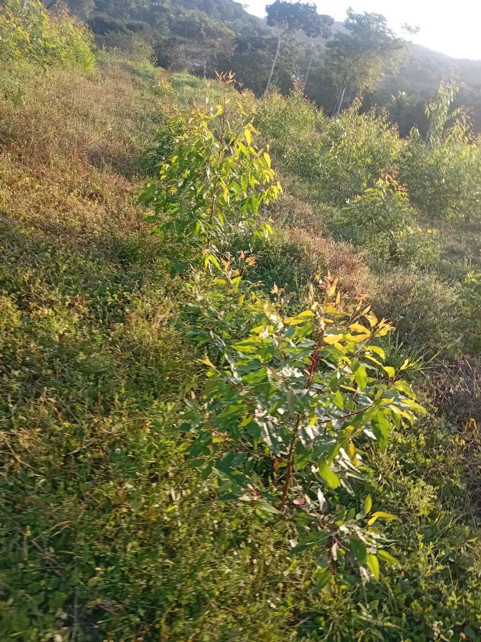 Fazenda com 18000 p eucalipto - Foto 3