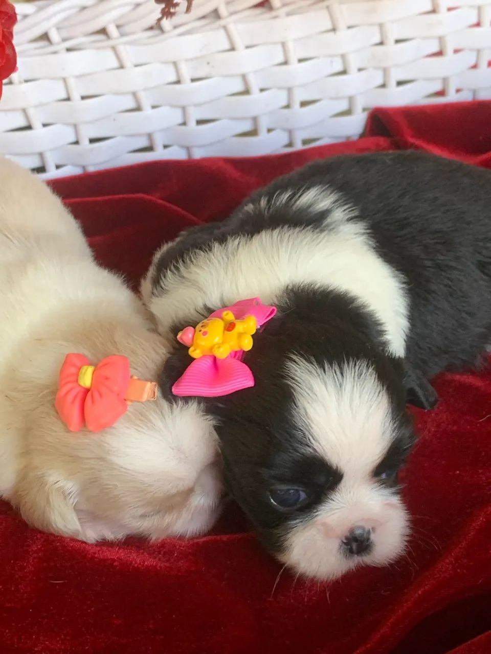 Shihtzu  - Foto 3
