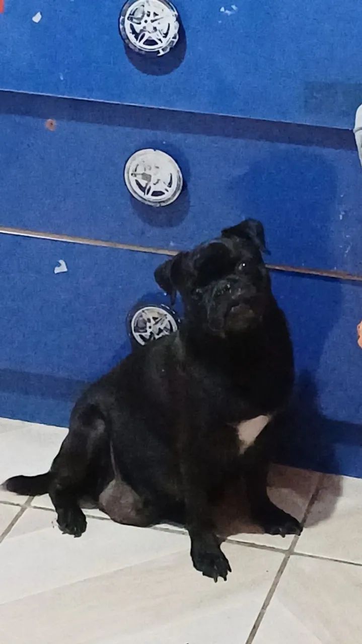 Filhotes pugs - Foto 3