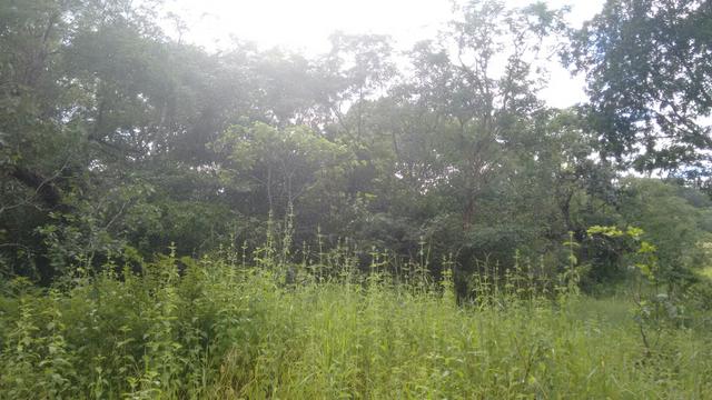 Fazenda com 64 Alq região de Colinas do Sul ac imóveis e veículos
