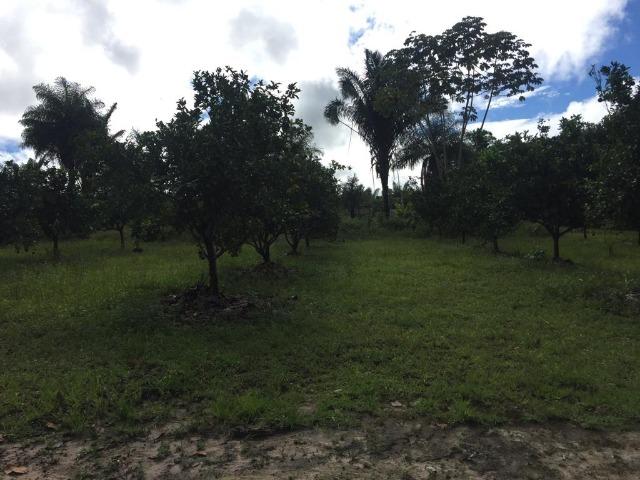 Vendo Sitio no Município de Santo Antonio do Tauá - Foto 16