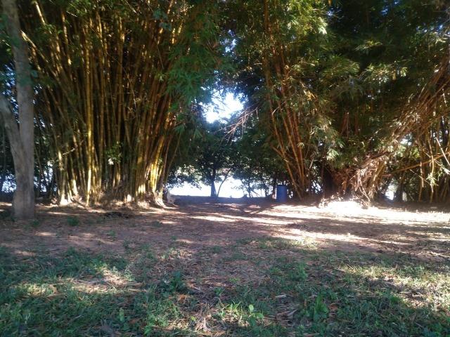 Chácara de Recreio e Pesqueiro Distr da Guia - Casa Sede e Casa de Caseiro - Foto 19
