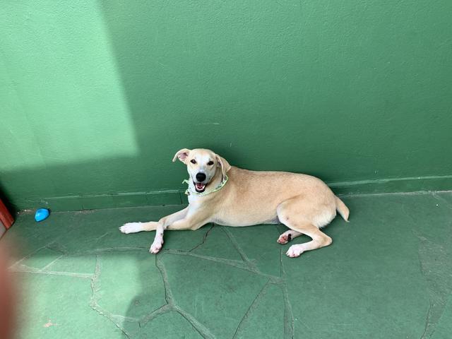 Vendo Pet Shop