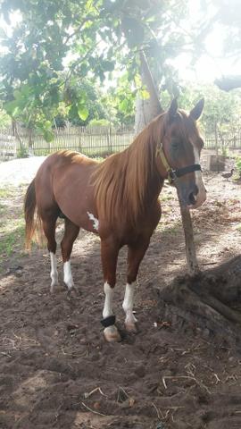 Vendo essa égua coberta - Foto 6