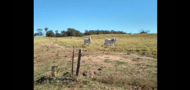 Fazenda em Morrinhos-Go - Foto 20