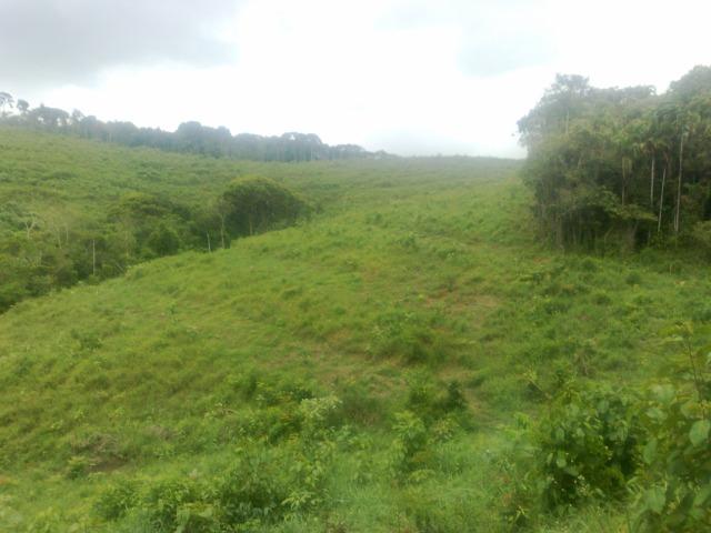 Fazenda Com Nascentes, 800 m de rio e Mata Atlântica Preserevada - Foto 3