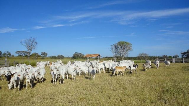 272 Alqs 100 Formados Aguada Boa Oportunidade Arraias TO