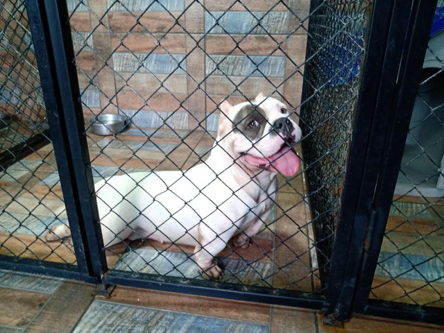 American bully - Foto 4