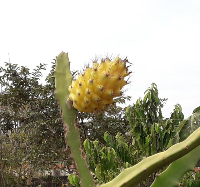 Muda Pitaya amarela Colombiana - Produção Rural - Jardim Itaporã, Ribeirão  Preto 827681662 | OLX