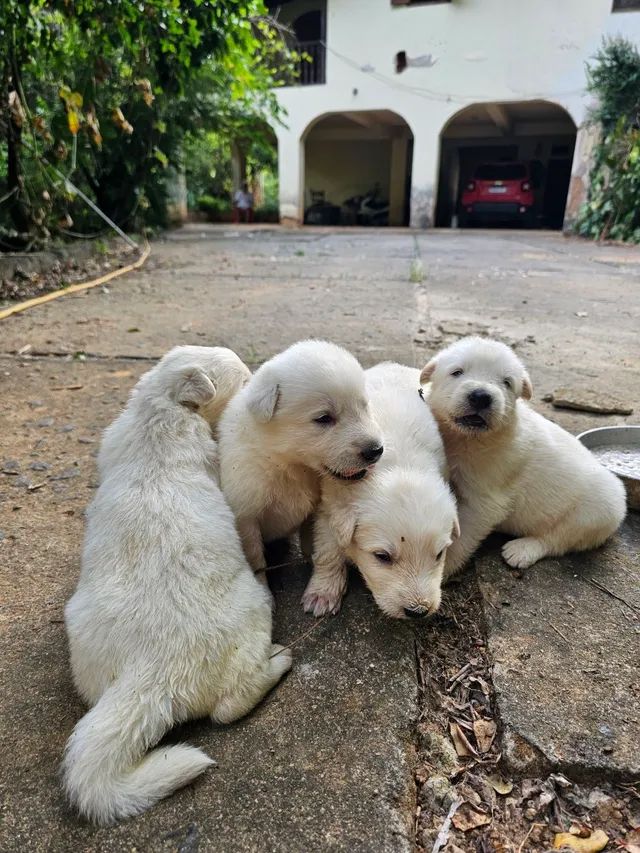 Pastor Branco Suiço - Cachorros e acessórios - Zona Central, Rio Claro  1254406657