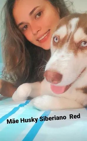Filhotes de Husky Siberiano  - Foto 5