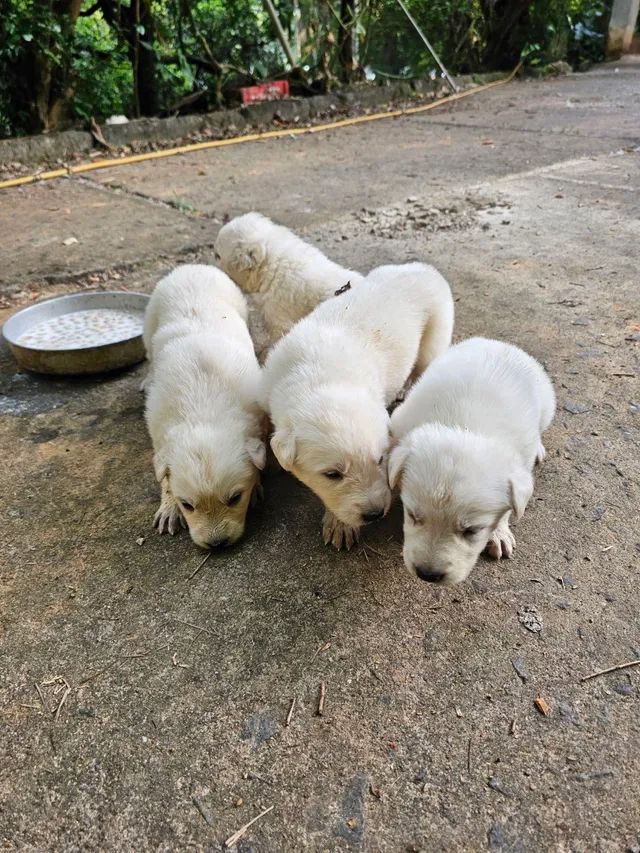 Pastor Branco Suiço - Cachorros e acessórios - Zona Central, Rio Claro  1254406657