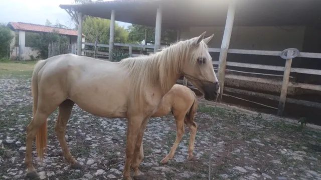 Égua 