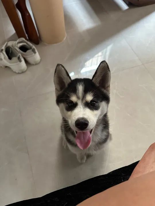 Filhote de Husky Siberiano 