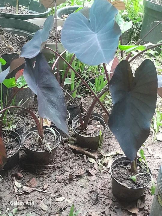 Mudas de Alocasia Black Velvet