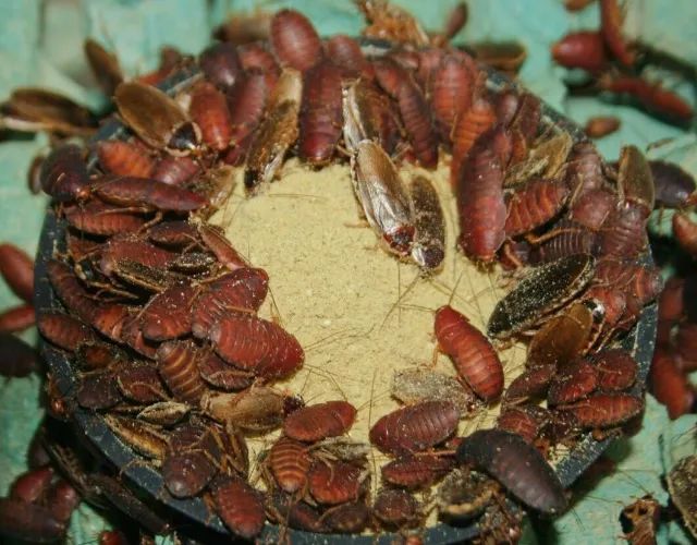 Grilos, Larvas ou Criação de Tenébrio completa - Foto 6