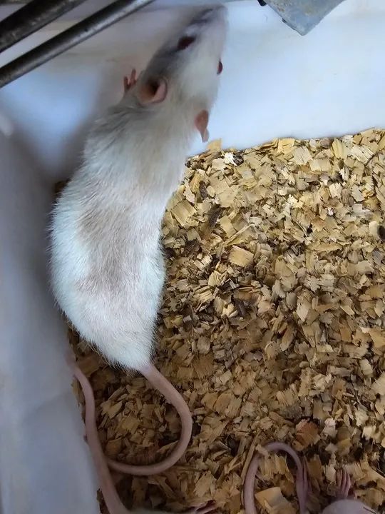 Ratos twister mercol companhia ou alimentação  - Foto 2