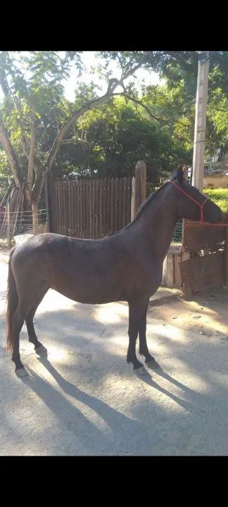 Potro Mangalarga Marchador - Foto 2