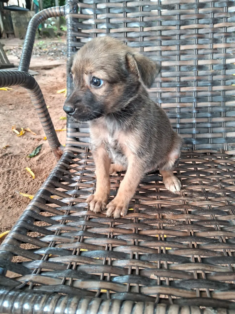 Filhote de cachorro fofo para adoção
