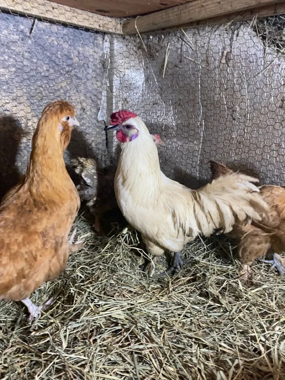 Galinha galo, 3 galinhas e 1 galo  - Foto 2