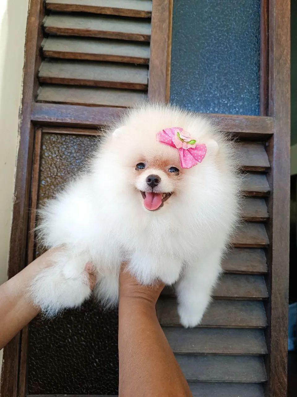 Linda Spitz  - Foto 3