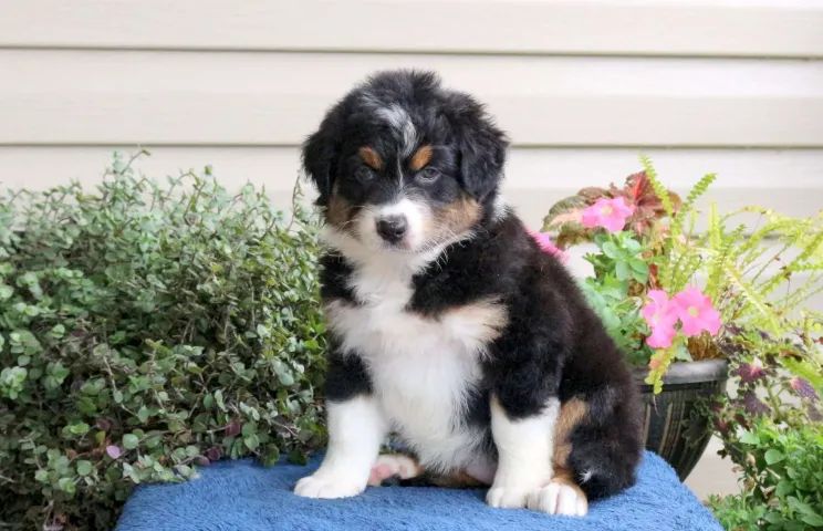 Border Collie esperto e protetor