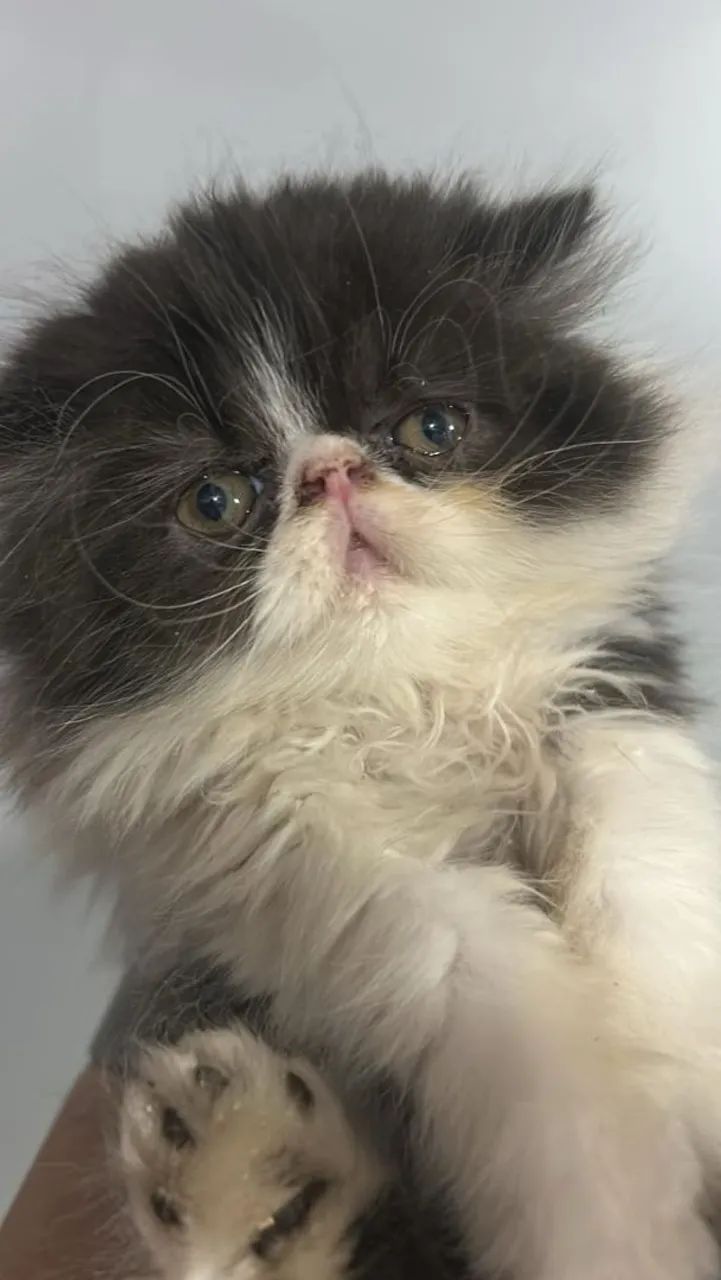 Persa a pronta entrega 