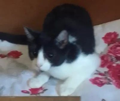 Gatos filhotes irmãos frajola preto e branco 3 meses adoção São Paulo região 